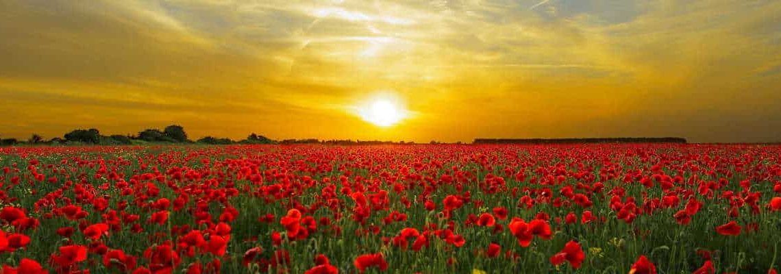 Poppy field at sunset Veterans Hub Isle of Wight